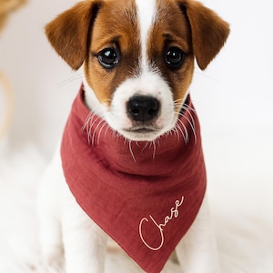 May include: A Jack Russell Terrier puppy wearing a burgundy bandana with the name "Chase" in cursive script. The dog has brown and white markings and is sitting on a white, fluffy surface. The image is well-lit and the dog is looking directly at the camera.