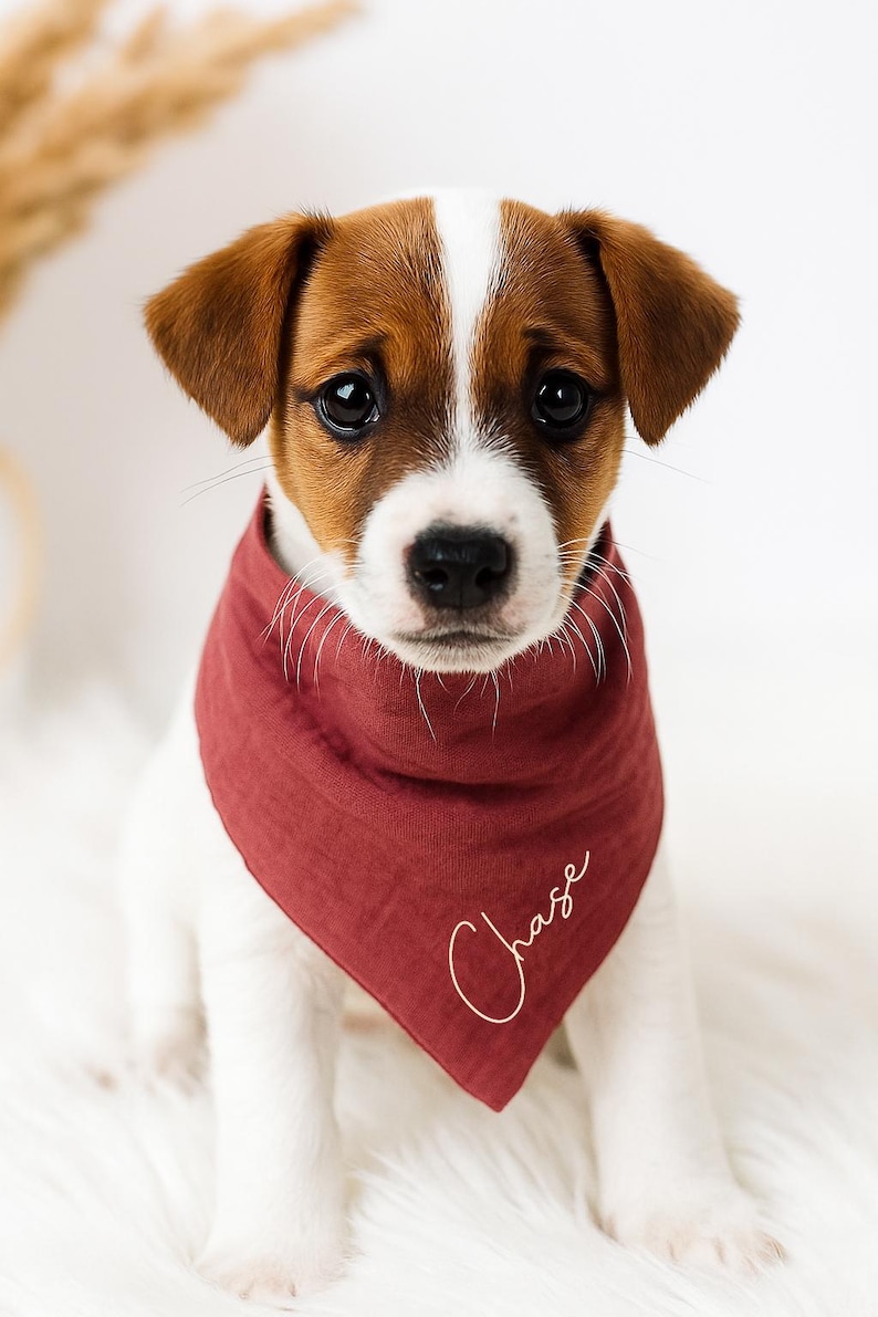 May include: A Jack Russell Terrier puppy wearing a burgundy bandana with the name "Chase" in cursive script. The dog has brown and white markings and is sitting on a white, fluffy surface. The image is well-lit and the dog is looking directly at the camera.