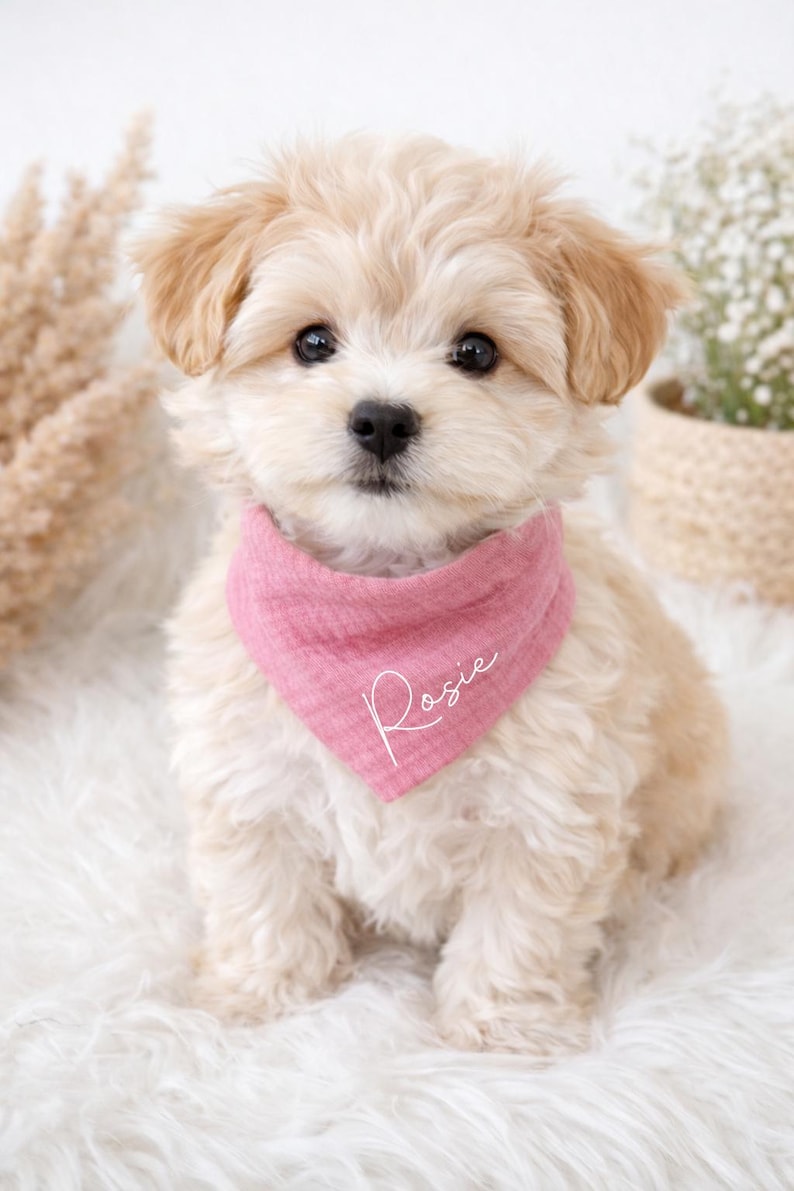 May include: A fluffy, light-colored puppy wearing a pink bandana with the name "Rosie" in script. The puppy is sitting on a white, fluffy surface. The background includes dried plants and a woven basket.