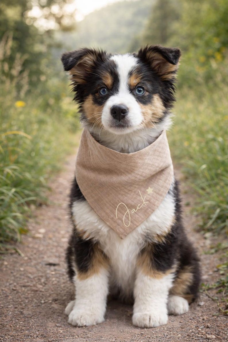 Personalized dog bandana - all sizes including puppies - small and large dogs / customizable dog bandana Camel