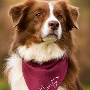 May include: A brown and white dog wearing a burgundy bandana. The bandana has the name "Monty" written in white script with a small heart. The dog has brown eyes and a white stripe down its face.