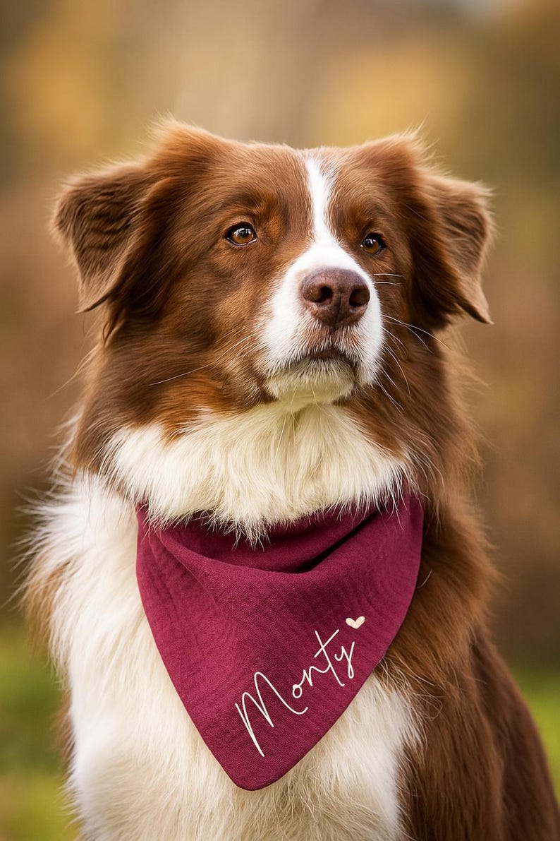 May include: A brown and white dog wearing a burgundy bandana. The bandana has the name "Monty" written in white script with a small heart. The dog has brown eyes and a white stripe down its face.