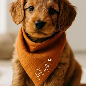 May include: A golden-brown puppy wearing an orange bandana with the name "Pluto" in white script and a small heart. The puppy has soft, curly fur and dark eyes, creating a heartwarming image.