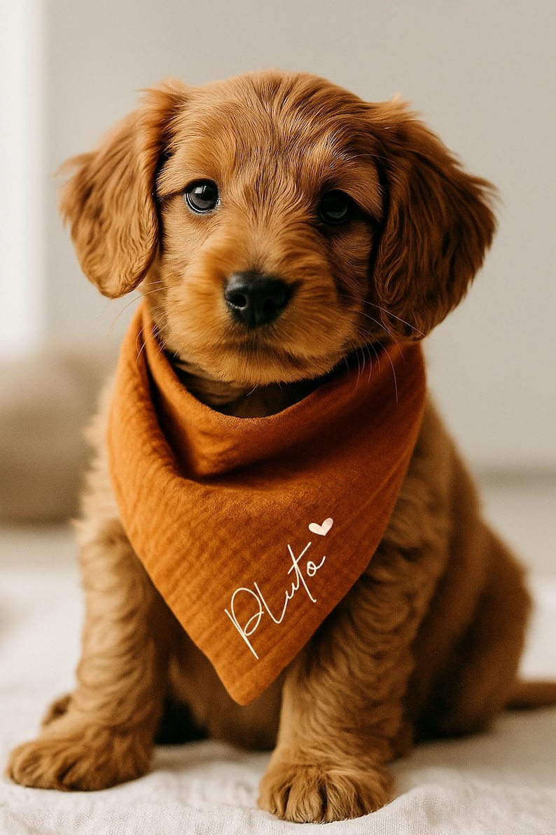 May include: A golden-brown puppy wearing an orange bandana with the name "Pluto" in white script and a small heart. The puppy has soft, curly fur and dark eyes, creating a heartwarming image.