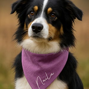 May include: A tri-color dog with black, white, and tan fur wearing a purple bandana. The bandana has the name "Naila" written in white script. The dog is looking towards the camera with a soft focus background.