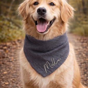 May include: A golden retriever dog wearing a gray bandana with the name "Milla" in cursive script. The dog is smiling with its tongue out, set against a blurred background of a path and trees.