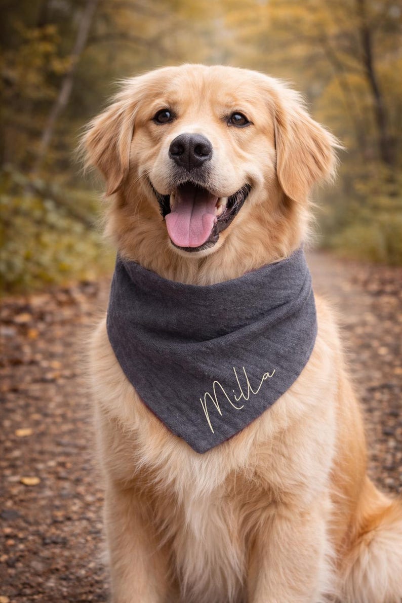 May include: A golden retriever dog wearing a gray bandana with the name "Milla" in cursive script. The dog is smiling with its tongue out, set against a blurred background of a path and trees.