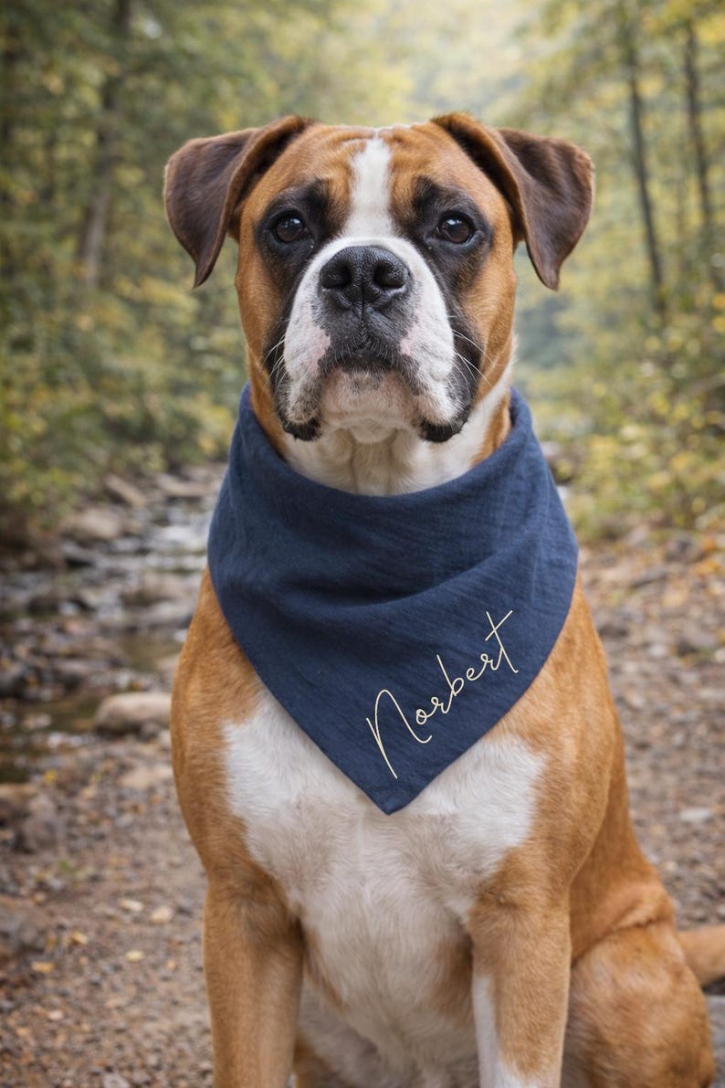 May include: A Boxer dog with a brown and white coat wearing a navy blue bandana. The bandana has the name "Norbert" written in cursive script. The dog is outdoors with a blurred background of trees and a stream.