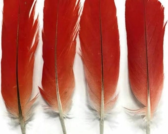 FOUR GOOD Size  No Cruelity  Ikodidere Parrot Feather From Africa.