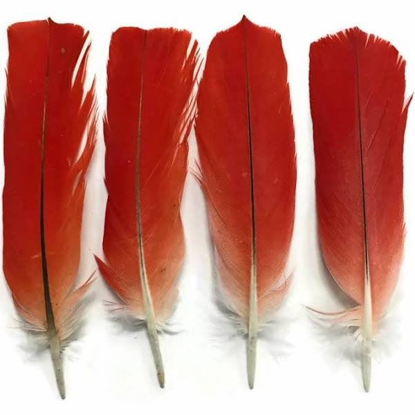 QUATRE BONNE taille Pas de cruauté Ikodidere Parrot Feather From Africa.