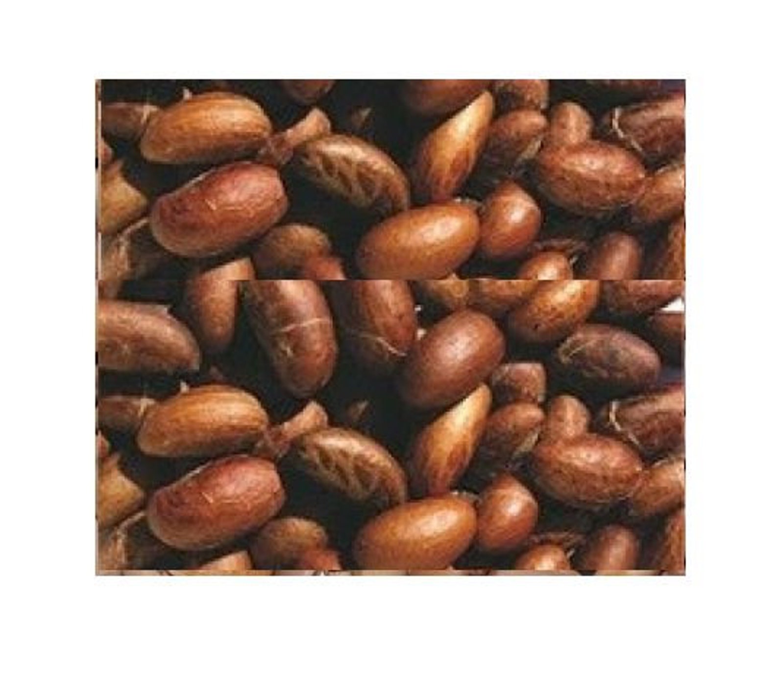 IMMUNE BOOSTER Organic Bitter Kola Extract Powder In Etsy