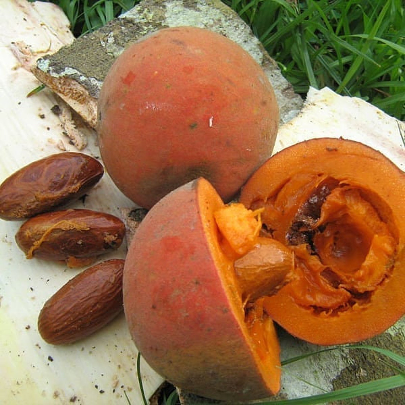 IMMUNE BOOSTER Organic Bitter Kola Extract Powder In Etsy