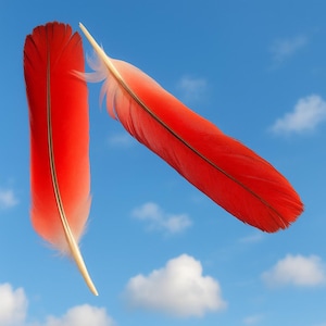 ONE No Cruelity  Ikodidere Parrot Feather From Africa. FREE Shipping