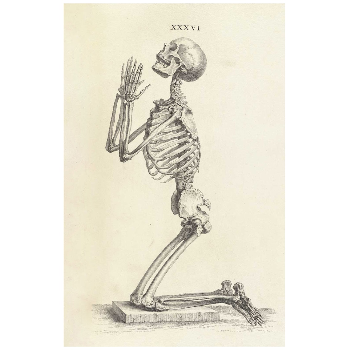 Kneeling Anatomical Skeleton Drawing Vintage Poster for | Etsy