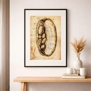 May include: A framed vintage-style print featuring a detailed anatomical illustration of a seed pod or similar organic structure. The artwork is rendered in sepia tones, with intricate lines and labels, set against a parchment-like background. The frame is black.