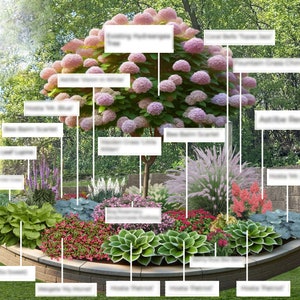 May include: A landscape design plan featuring a large central hydrangea tree with pink blooms, surrounded by various plants including hostas, red astilbe, and ornamental grasses, all labeled with text tags within a raised stone garden bed.