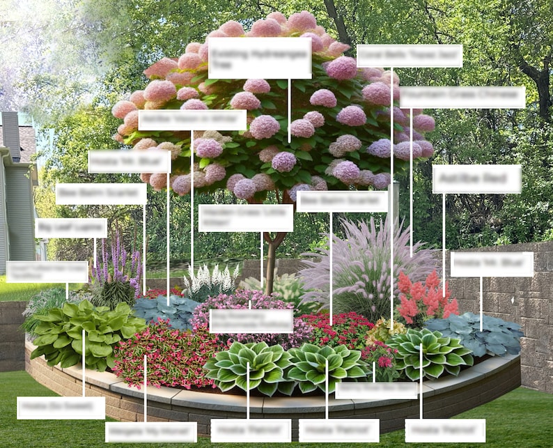 May include: A landscape design plan featuring a large central hydrangea tree with pink blooms, surrounded by various plants including hostas, red astilbe, and ornamental grasses, all labeled with text tags within a raised stone garden bed.