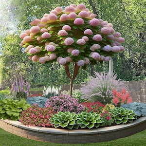 May include: A raised garden bed featuring a central tree with numerous pink hydrangea blooms, surrounded by various plants including green hostas, red flowers, white plumes, and ornamental grasses, all contained within a tan stone retaining wall.