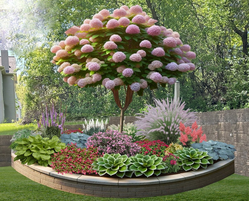 May include: A raised garden bed featuring a central tree with numerous pink hydrangea blooms, surrounded by various plants including green hostas, red flowers, white plumes, and ornamental grasses, all contained within a tan stone retaining wall.