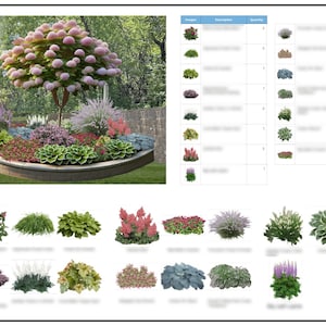 May include: A landscape design plan featuring a large pink hydrangea tree as a focal point, surrounded by various green hostas, red flowers, and ornamental grasses in a raised garden bed, accompanied by a detailed plant inventory list and images.