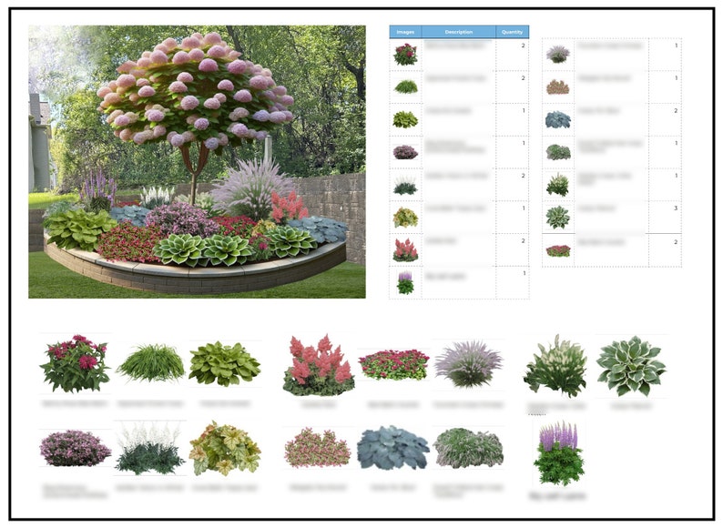 May include: A landscape design plan featuring a large pink hydrangea tree as a focal point, surrounded by various green hostas, red flowers, and ornamental grasses in a raised garden bed, accompanied by a detailed plant inventory list and images.