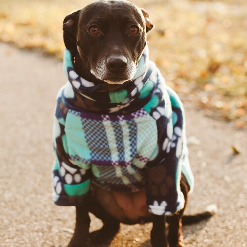 DOBERMAN PINSCHER Tummy Warmer Dog Sweater Fleece Dog Etsy