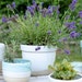 see more listings in the Zia Planters section