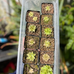 Pinguicula &quot;Estrellita&quot;