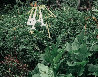 Shooting Star Tobacco Seeds - Nicotiana sylvestris | Night Scented Tobacco, Pollinator Plants & Seeds, Canadian Grown Seeds
