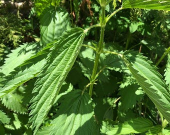 Stinging Nettle Seed - Urtica dioica | Edible Perennial Herb, Native Plant, Ecologically Grown