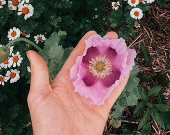 Breadseed Poppy Seed (papaver somniferum) | Medicinal Herbs Seed | Canadian Grown Seed | Annual Flower Seed | Poppies