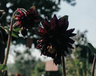 Black Barlow Columbine Seed (aquilegia vulgarism var. stellata) | Wild Flower | Canadian Grown | Perennial | Goth Garden | Black Flowers