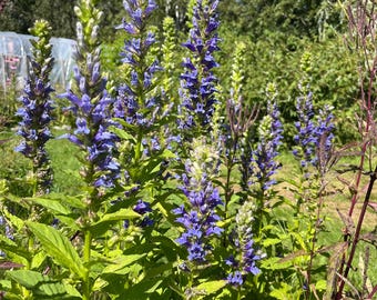 Blue Lobelia Seed (Lobelia siphilitica) | Native Perennial, Pollinator Attractant| Ecologically Grown | Canadian Seeds