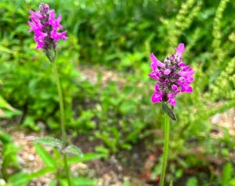 Wood Betony Herb Seeds | Stachys Officinalis, Perennial Herbs, Canadian Grown Seed, Ecologically Grown
