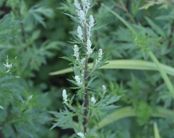 Mugwort Seed - Artemisia Vulgaris, Perennial Witching Herb, Medicinal Plants, Ecologically Grown in Canada