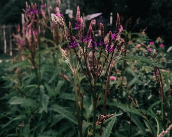 Blue Vervain Seed (verbena hastata) Bulk Options Canadian Native WildFlower