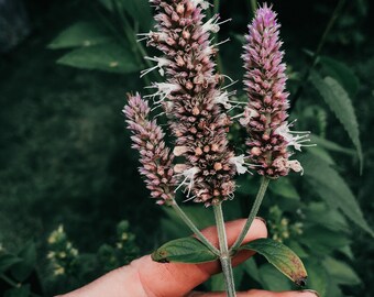 Purple Giant Hyssop Seed - Agastache scrophulariifolia | Canadian Native Wild Flower Seed