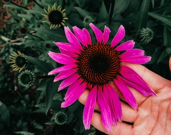 Echinacea Seed - Echinacea purpurea | Perennial | Canadian Native Wildflower Seed | Medicinal Herb | Cold Hardy | Flower