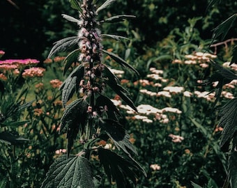 Motherwort Seed (leonurus cardiaca) | Perennial | Medicinal Plants | Herb Seeds | Flowers | Canadian Grown Seeds | Mint Family