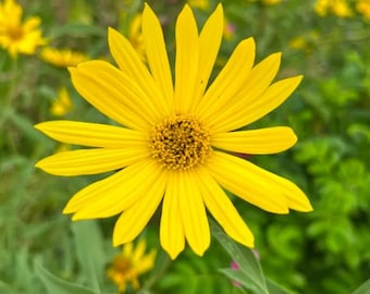 Maximilian’s Sunflower Seed - Helianthus maximiliani | Perennial Plant | Northern Native Wildflowers |  Ecologically Grown | Canadian Seed