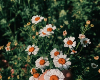 Feverfew (tanacetum parthenium) Seed | Perennial | Medicinal Plants | Herbs | Canadian Grown Seed | Flowers