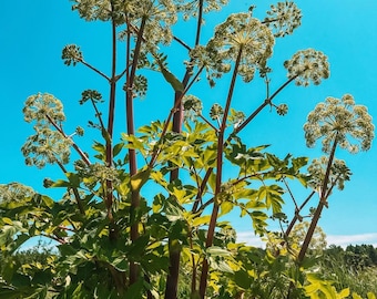 Dong Quai Seed (Angelica polymorpha sinensis)| Perennial Herb Seed | Ecologically Grown | Canadian Seed