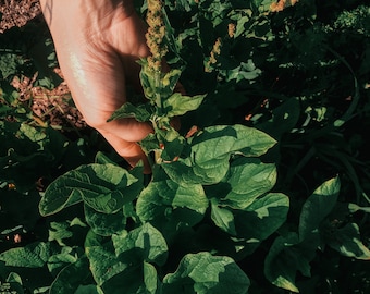 Good King Henry Seed - Chenopodium bonus-henricus | Perennial Food Seed