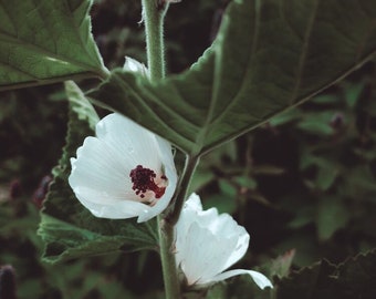 Marshmallow Seed - Althaea officinalis | Perennial Medicinal Herbs | Canadian Grown Herbs | Flower Seeds