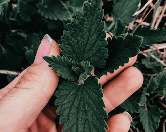 Catnip Seeds - nepeta cataria | Perennial | Medicinal Herb Seed | Flowers | Aromatic | Mint Family | Canadian Grown Seed | Cold Hardy