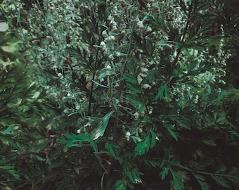 Wormwood Seed - Artemisia absinthium | Perennial | Witching Herbs | Medicinal Plants | Flower Seed