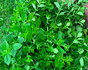 Lemon Balm Seed - Melissa officinalis, Perennial Herb, Ecologically Grown