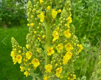 Greek Mullein Seed - Verbascum olympicum | Perennial Medicinal Herb