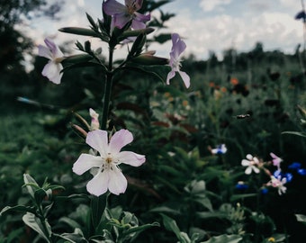 Soapwort Seed - Saponaria officinalis - Canadian Grown Seed