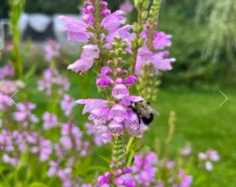 Obedient Plant Seed (Physostegia virginiana) | Native Perennial Wildflower | Northern Wildflowers | Ecologically Grown | Canadian Seeds